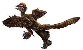 Nieuw licht op prehistorische bijna-vogel