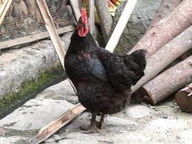 Opnieuw doden door H7N9-virus