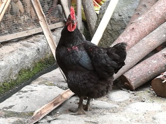 'Geen mens-tot-mens besmetting vogelgriep'