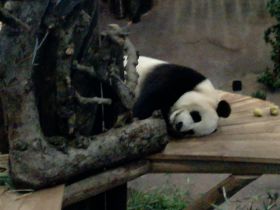 Panda's hebben andere smaak dan verzorgers