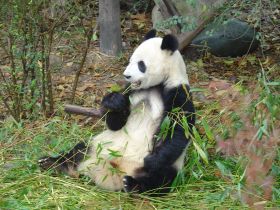 Leiden krijgt reuzenpanda