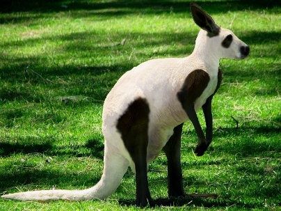 Venijnige diplomatieke rel tussen China en Australië 