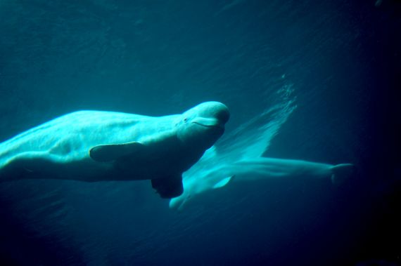 Afgedankte witte dolfijnen krijgen opvang in IJsland